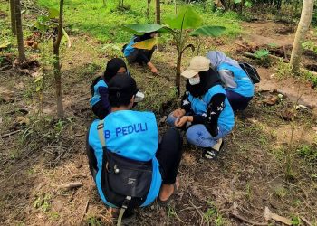 Mahasiswa MBKM Semeru Tanam Bunga Matahari untuk Bantu Keberlangsungan Taman Baca